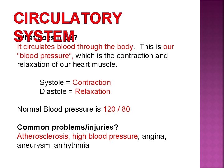 CIRCULATORY What does it do? SYSTEM It circulates blood through the body. This is