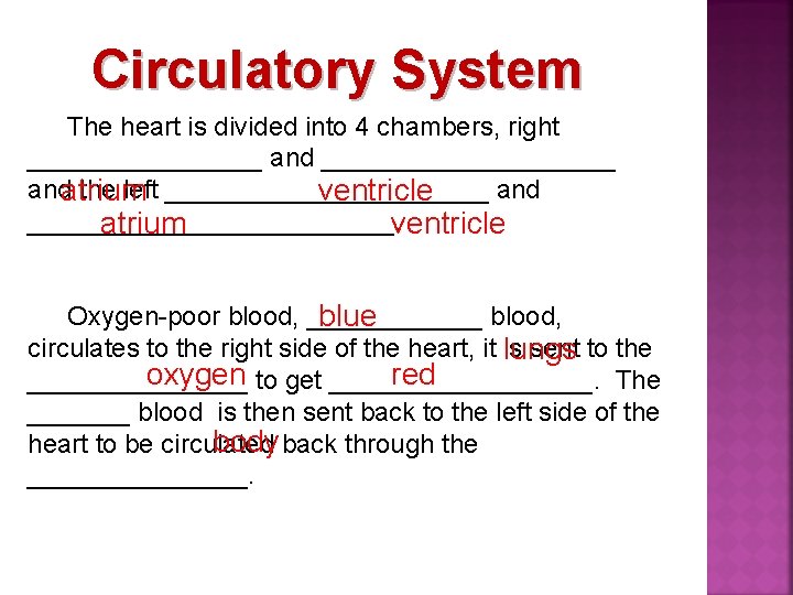 Circulatory System The heart is divided into 4 chambers, right ________ and __________ andatrium