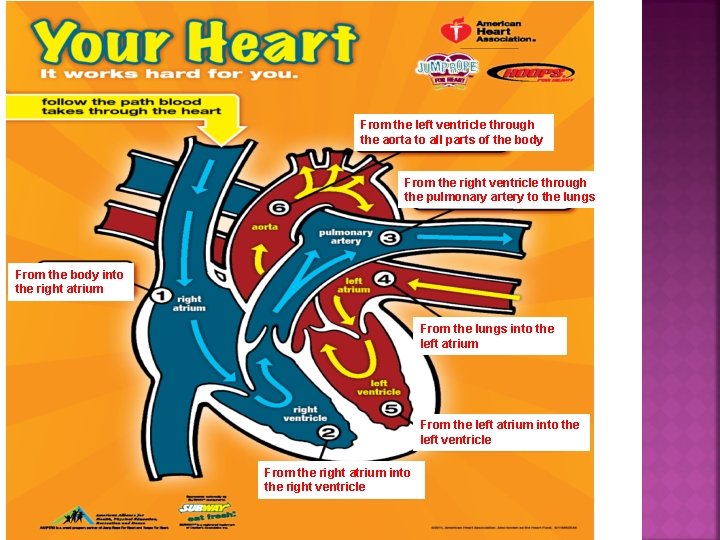 From the left ventricle through the aorta to all parts of the body From