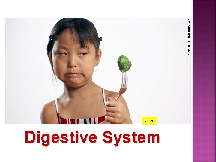 video Digestive System 