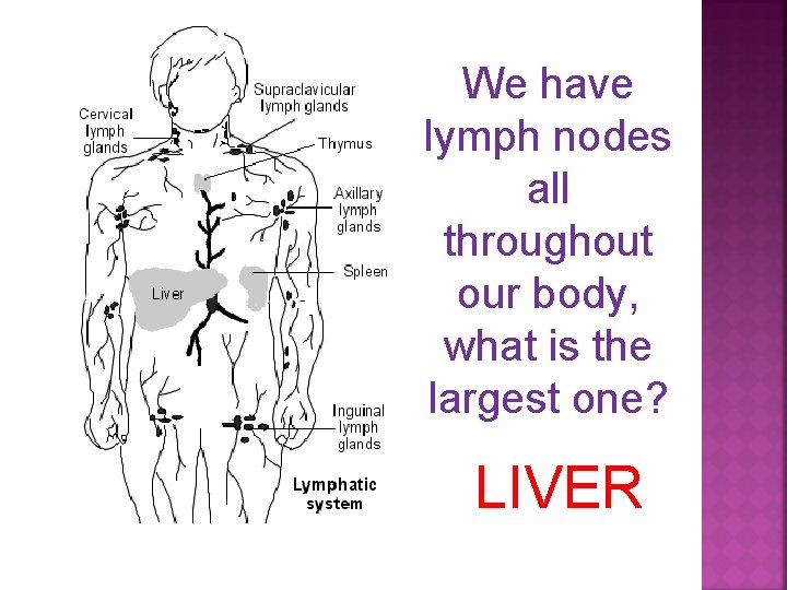 We have lymph nodes all throughout our body, what is the largest one? LIVER