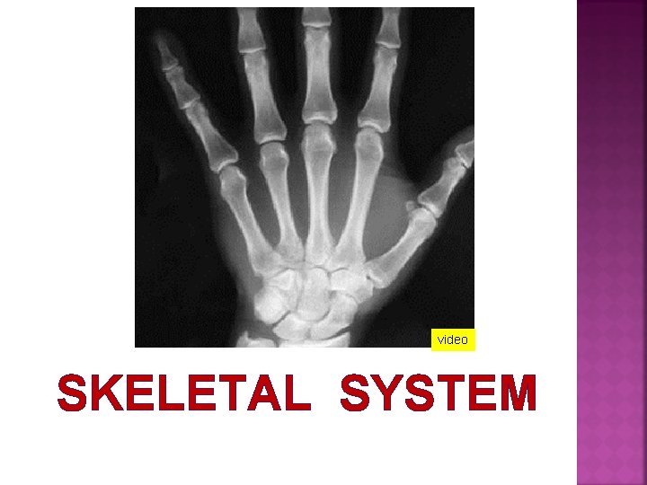 video SKELETAL SYSTEM 