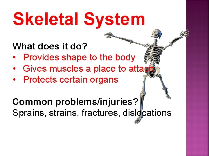 Skeletal System What does it do? • Provides shape to the body • Gives