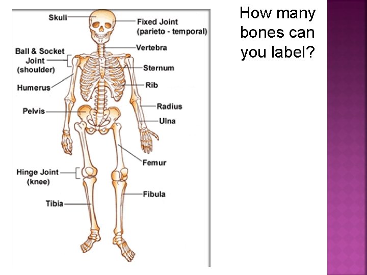 How many bones can you label? 