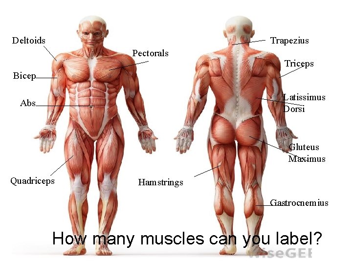 Deltoids Trapezius Pectorals Triceps Bicep Latissimus Dorsi Abs Gluteus Maximus Quadriceps Hamstrings Gastrocnemius How