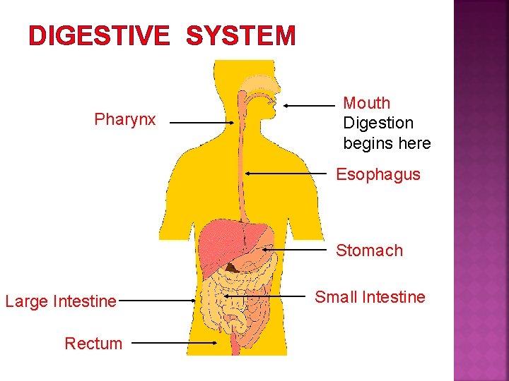 DIGESTIVE SYSTEM Pharynx Mouth Digestion begins here Esophagus Stomach Large Intestine Rectum Small Intestine