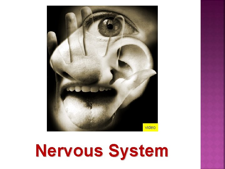 video Nervous System 