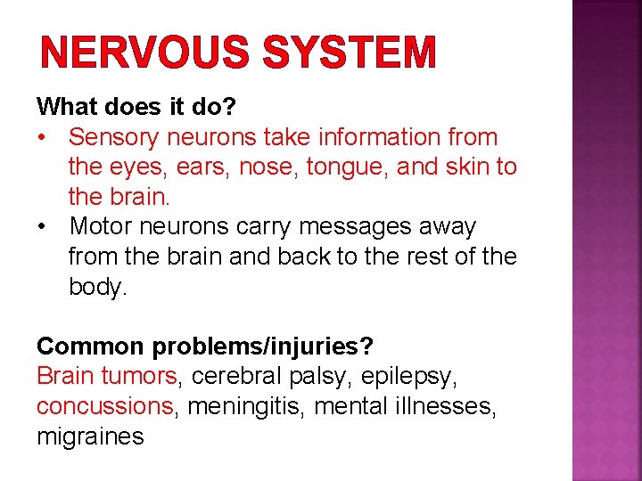 NERVOUS SYSTEM What does it do? • Sensory neurons take information from the eyes,