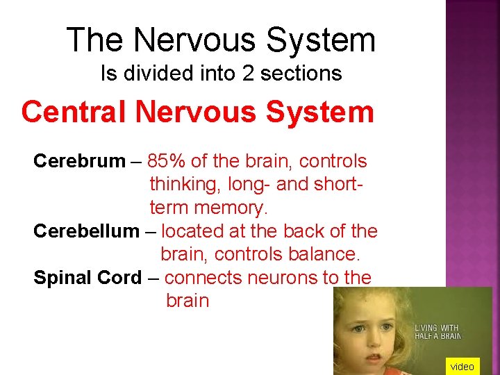 The Nervous System Is divided into 2 sections Central Nervous System Cerebrum – 85%