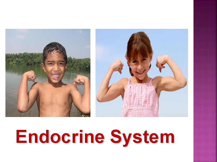 Endocrine System 