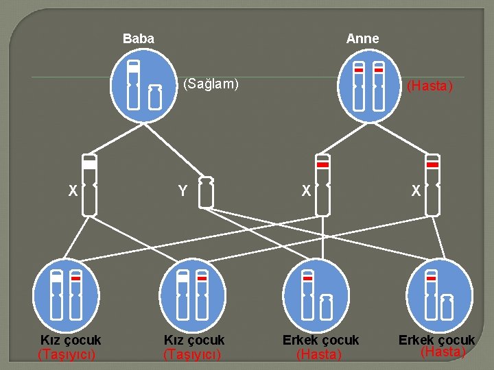 Baba Anne (Sağlam) X Kız çocuk (Taşıyıcı) Y Kız çocuk (Taşıyıcı) (Hasta) X Erkek