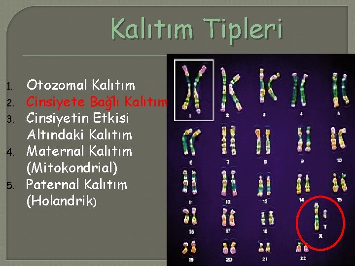 Kalıtım Tipleri 1. 2. 3. 4. 5. Otozomal Kalıtım Cinsiyete Bağlı Kalıtım Cinsiyetin Etkisi