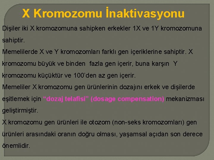 X Kromozomu İnaktivasyonu Dişiler iki X kromozomuna sahipken erkekler 1 X ve 1 Y