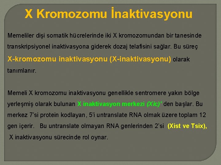 X Kromozomu İnaktivasyonu Memeliler dişi somatik hücrelerinde iki X kromozomundan bir tanesinde transkripsiyonel inaktivasyona