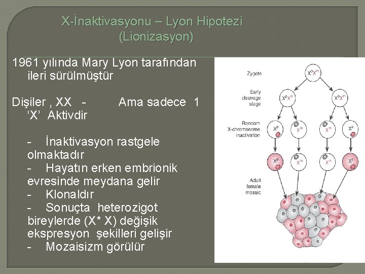 X-İnaktivasyonu – Lyon Hipotezi (Lionizasyon) 1961 yılında Mary Lyon tarafından ileri sürülmüştür Dişiler ,