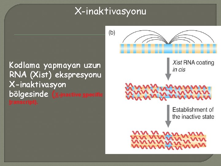 X-inaktivasyonu Kodlama yapmayan uzun RNA (Xist) ekspresyonu X-inaktivasyon bölgesinde (X-inactive specific transcript). 