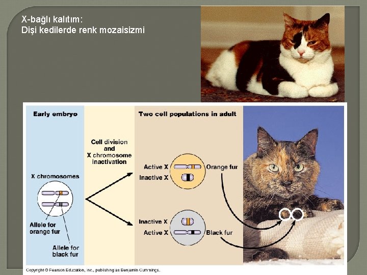 X-bağlı kalıtım: Dişi kedilerde renk mozaisizmi 