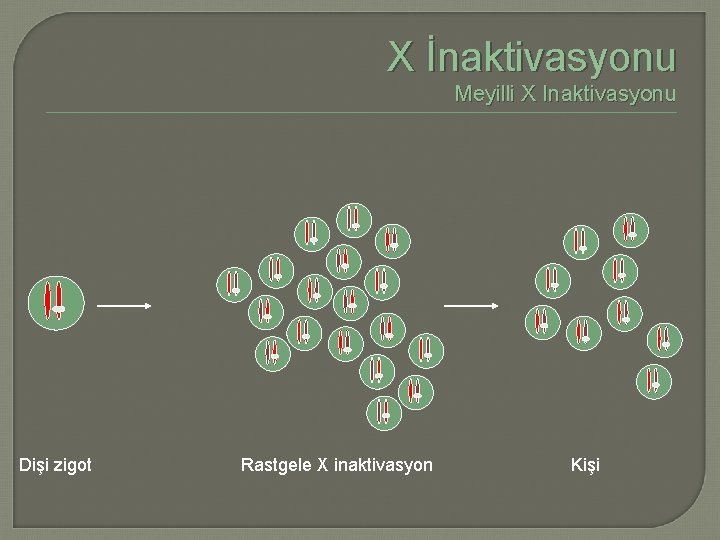 X İnaktivasyonu Meyilli X Inaktivasyonu Dişi zigot Rastgele X inaktivasyon Kişi 