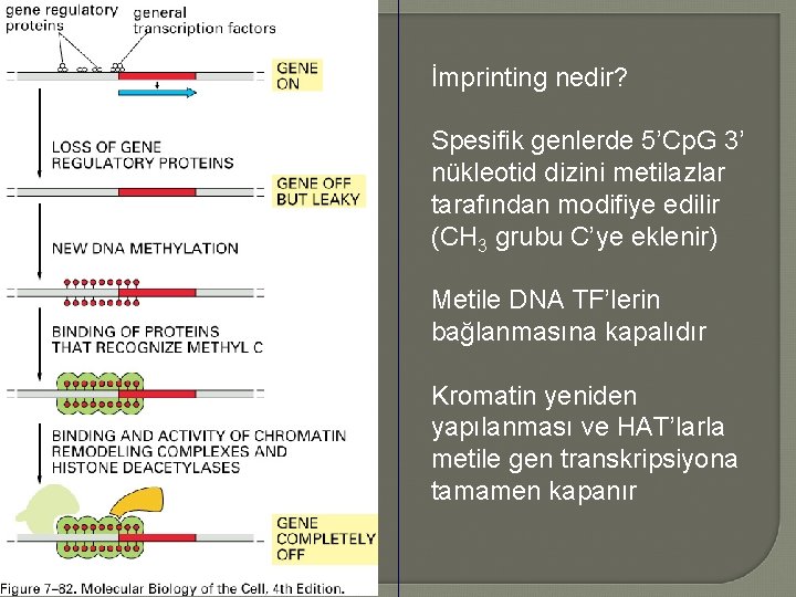 İmprinting nedir? Spesifik genlerde 5’Cp. G 3’ nükleotid dizini metilazlar tarafından modifiye edilir (CH