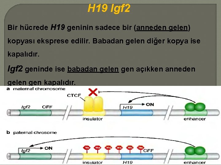 H 19 Igf 2 Bir hücrede H 19 geninin sadece bir (anneden gelen) kopyası