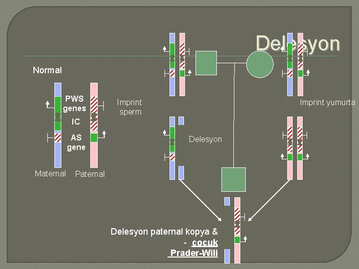 Delesyon Normal PWS genes Imprint sperm Imprint yumurta IC AS gene Maternal Delesyon Paternal