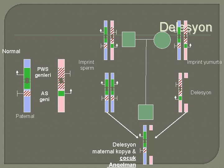 Delesyon Normal PWS genleri Imprint sperm Imprint yumurta Delesyon AS geni Paternal Delesyon maternal