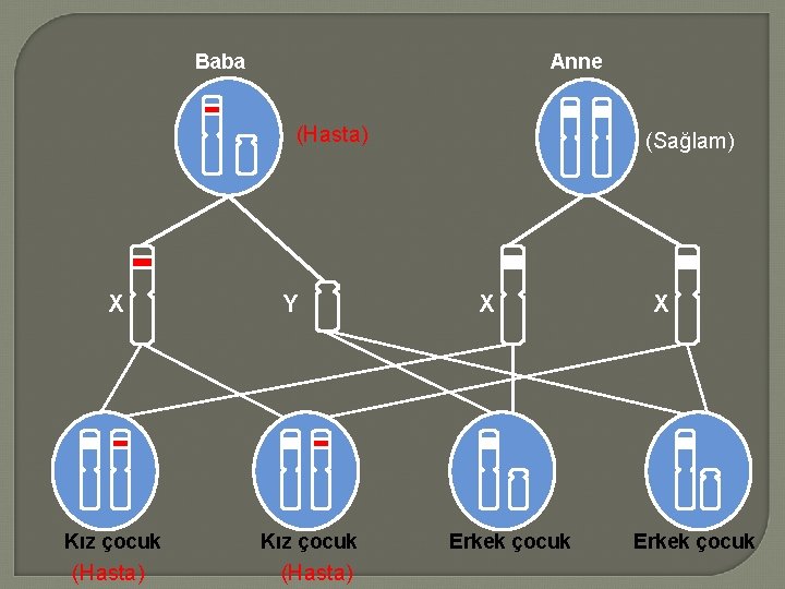 Baba Anne (Hasta) X Kız çocuk (Hasta) Y Kız çocuk (Hasta) (Sağlam) X Erkek