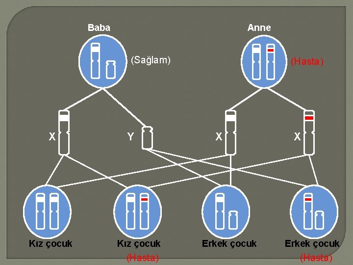 Baba Anne (Sağlam) X Kız çocuk Y Kız çocuk (Hasta) X Erkek çocuk (Hasta)