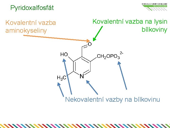 Pyridoxalfosfát Kovalentní vazba aminokyseliny Kovalentní vazba na lysin bílkoviny Nekovalentní vazby na bílkovinu 