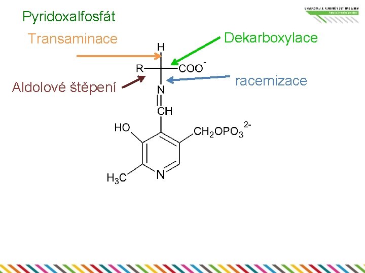 Pyridoxalfosfát Transaminace Aldolové štěpení Dekarboxylace racemizace 
