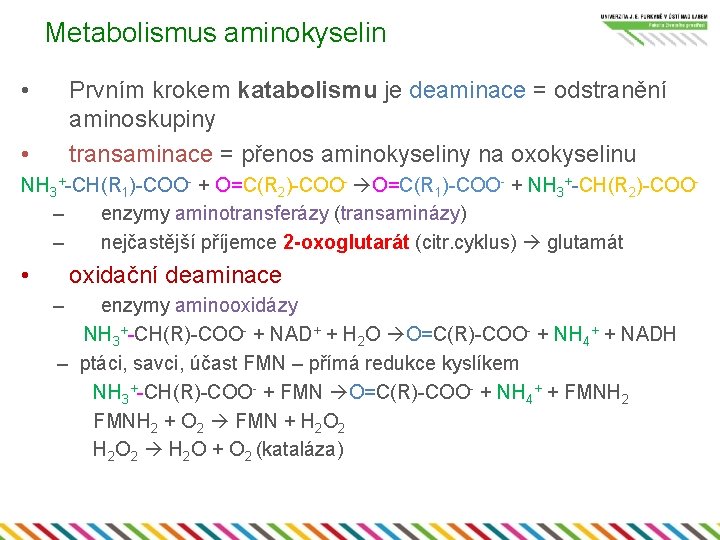 Metabolismus aminokyselin • Prvním krokem katabolismu je deaminace = odstranění aminoskupiny transaminace = přenos