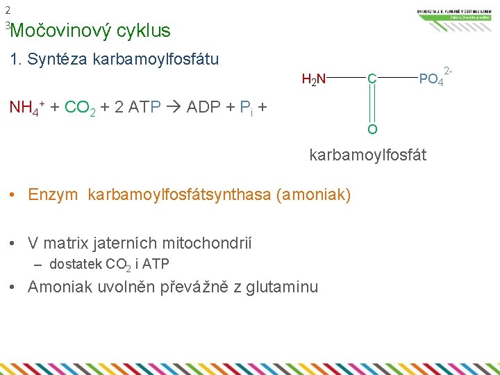 2 3 Močovinový cyklus 1. Syntéza karbamoylfosfátu H 2 N C PO 4 NH