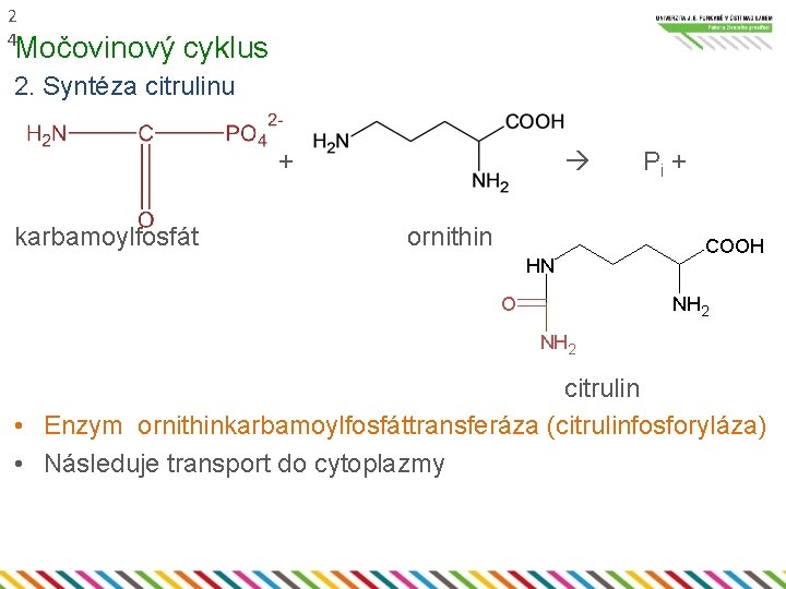 2 4 Močovinový cyklus 2. Syntéza citrulinu + karbamoylfosfát ornithin HN O Pi +