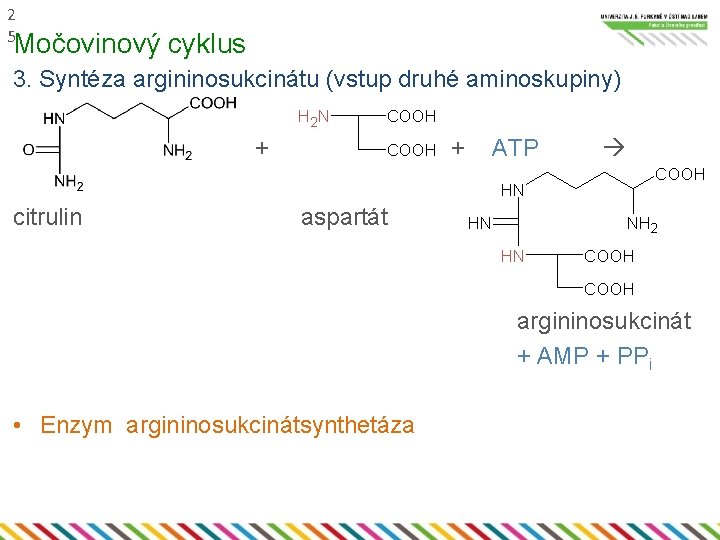 2 5 Močovinový cyklus 3. Syntéza argininosukcinátu (vstup druhé aminoskupiny) H 2 N +