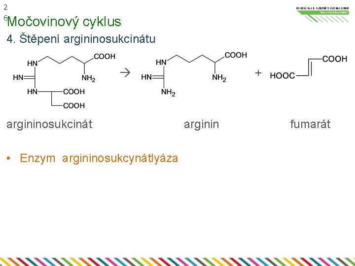 2 6 Močovinový cyklus 4. Štěpení argininosukcinátu + argininosukcinát • Enzym argininosukcynátlyáza arginin fumarát