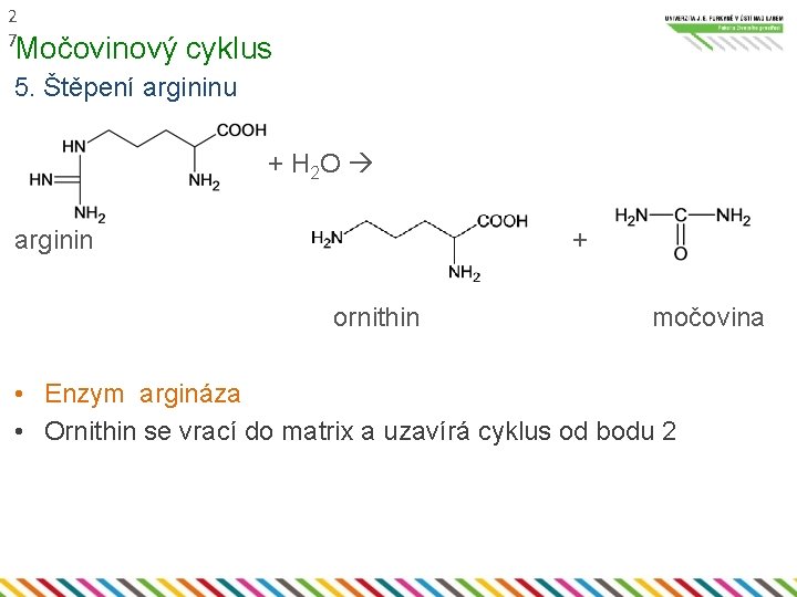 2 7 Močovinový cyklus 5. Štěpení argininu + H 2 O arginin + ornithin