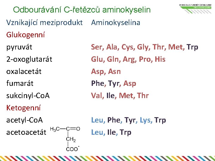 Odbourávání C-řetězců aminokyselin Vznikající meziprodukt Glukogenní pyruvát 2 -oxoglutarát oxalacetát fumarát sukcinyl-Co. A Ketogenní