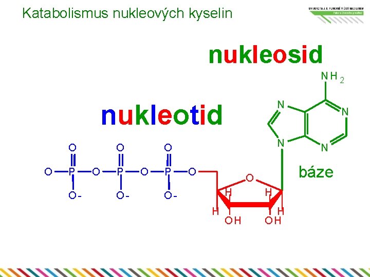Katabolismus nukleových kyselin nukleosid NH 2 N nukleotid O O P O- N O