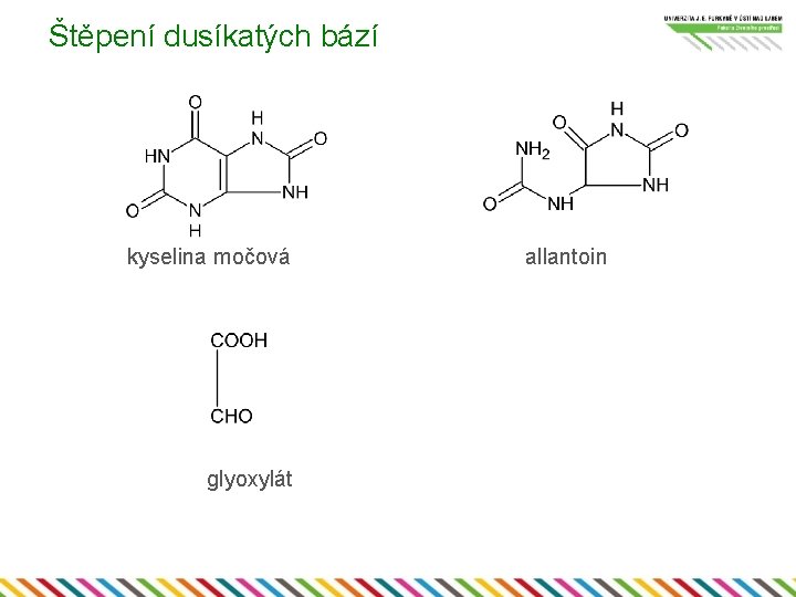 Štěpení dusíkatých bází kyselina močová glyoxylát allantoin 