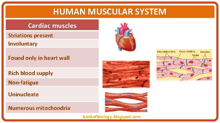 HUMAN MUSCULAR SYSTEM Cardiac muscles Striations present Involuntary Found only in heart wall Rich