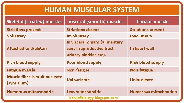 HUMAN MUSCULAR SYSTEM Skeletal (striated) muscles Striations present Voluntary Attached to skeleton Rich blood