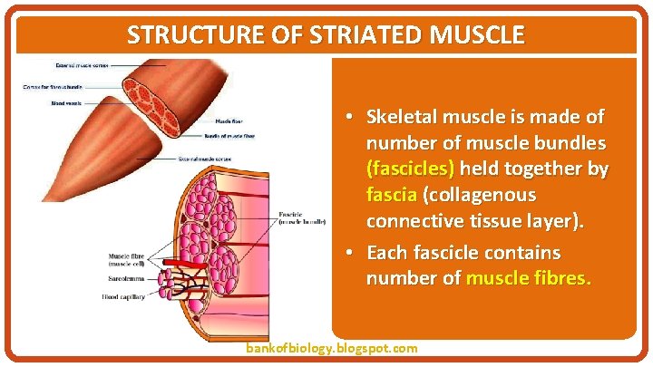 STRUCTURE OF STRIATED MUSCLE • Skeletal muscle is made of number of muscle bundles