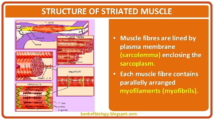 STRUCTURE OF STRIATED MUSCLE • Muscle fibres are lined by plasma membrane (sarcolemma) enclosing
