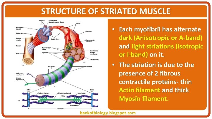 STRUCTURE OF STRIATED MUSCLE • Each myofibril has alternate dark (Anisotropic or A-band) and