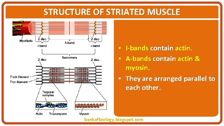 STRUCTURE OF STRIATED MUSCLE • I-bands contain actin. • A-bands contain actin & myosin.