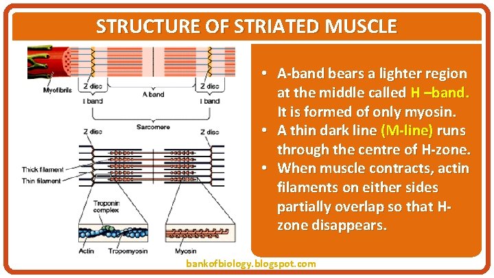 STRUCTURE OF STRIATED MUSCLE • A-band bears a lighter region at the middle called