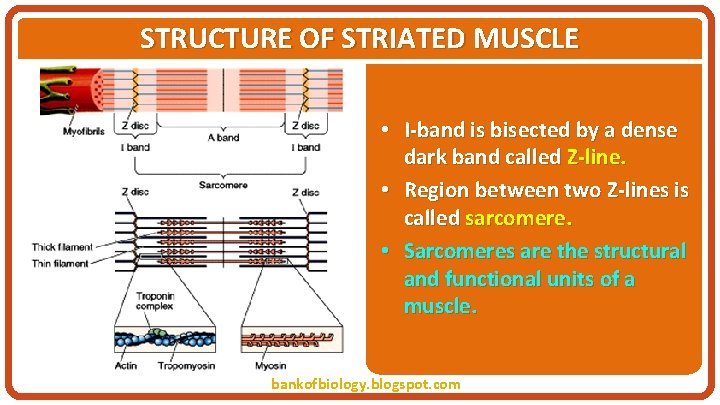 STRUCTURE OF STRIATED MUSCLE • I-band is bisected by a dense dark band called