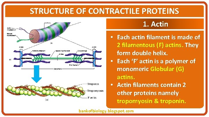 STRUCTURE OF CONTRACTILE PROTEINS 1. Actin • Each actin filament is made of 2