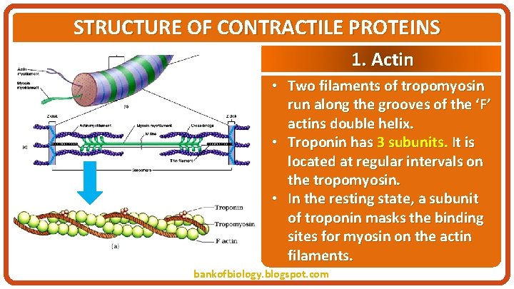 STRUCTURE OF CONTRACTILE PROTEINS 1. Actin • Two filaments of tropomyosin run along the