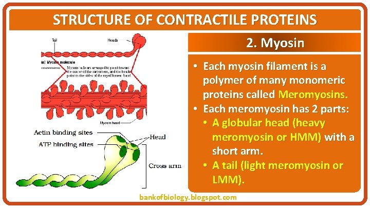 STRUCTURE OF CONTRACTILE PROTEINS 2. Myosin • Each myosin filament is a polymer of